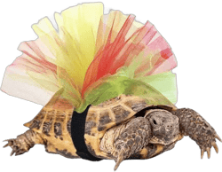 Tortoise Tutu Costume for Pet Tortoise Turtle Decoration Creative Gift