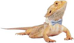 Lizard Clothes Bearded Dragons Plaid Bowtie