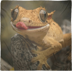 Crested Gecko Scarf