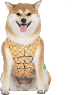 DC Comics Superhero Aquaman Halloween Costume for Dogs - Medium | DC Superhero Halloween Costumes for Dogs, Funny Dog Costumes | Officially Licensed DC Dog Halloween Costume Medium Multicolor