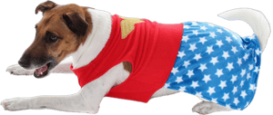 DC Comics Wonder Woman Superhero Halloween Pet Costume