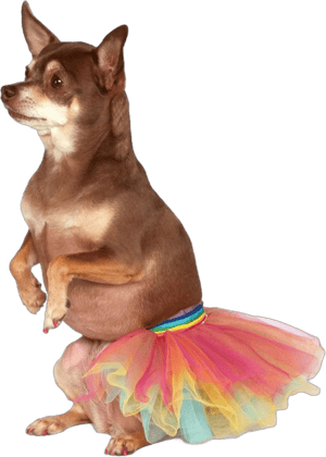 Pet Rainbow Tutu