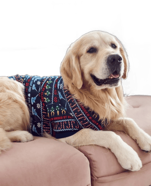 Elf Navy Warner Bros Discovery Dog Pajamas